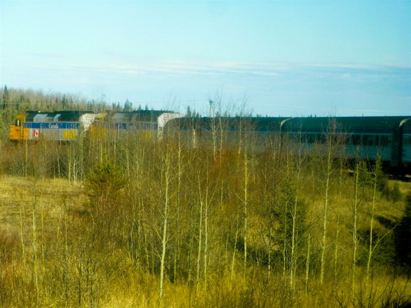 Canadian train in the forest