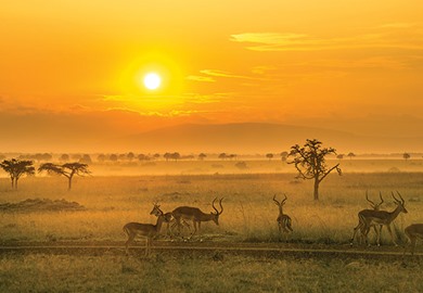 Maasai Mara Safari